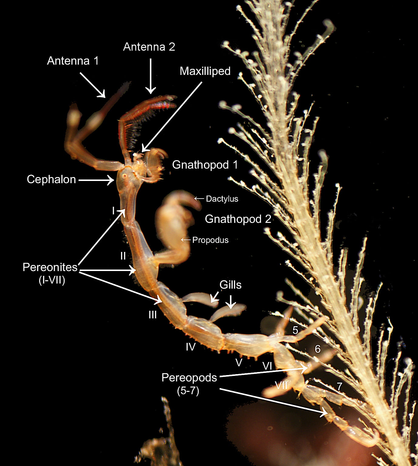 The Morphology of the Organism