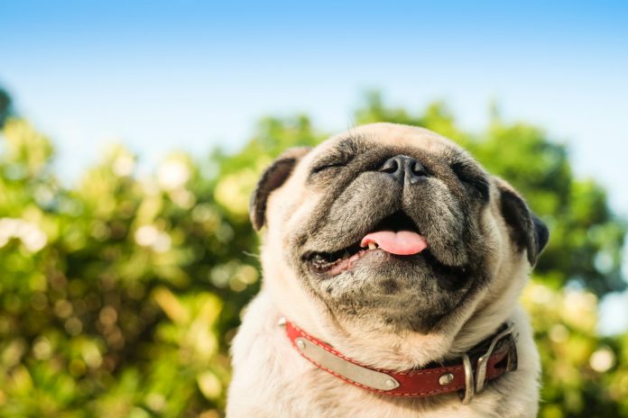 Animals Live Without Oxygen - Infomance 5 Animals Live Without Oxygen