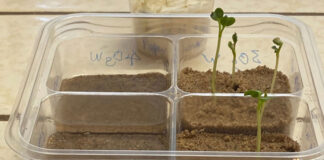 NASA Experiment : Radishes Could Probably Grow in Lunar Soil