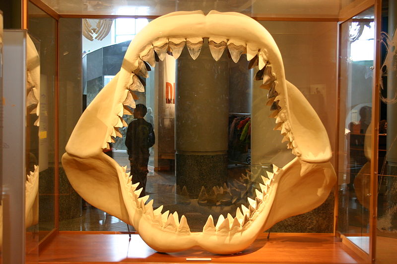 Could an Ancient Megashark still lurk in the deep seas?