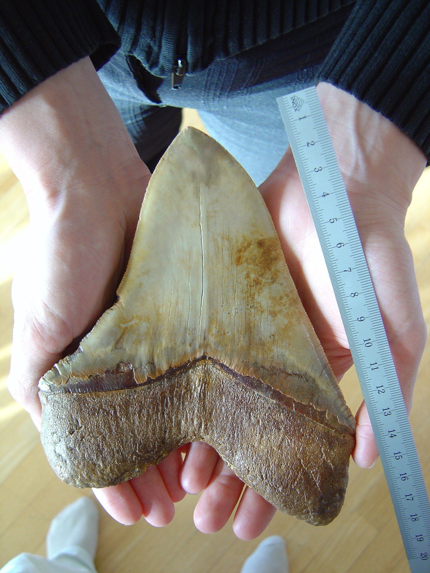 Could an Ancient Megashark still lurk in the deep seas?