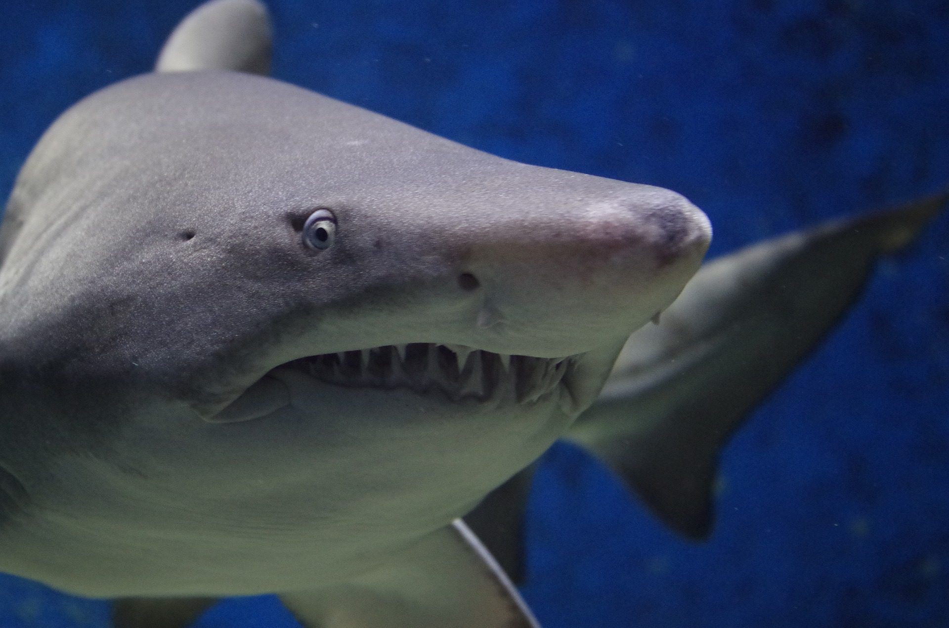 Shark .Could an Ancient Megashark still lurk in the deep seas?