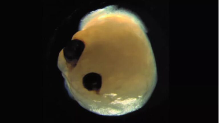 Scientists developed Mini Brain in Lab then brain grew two optic cups eye that can detect light