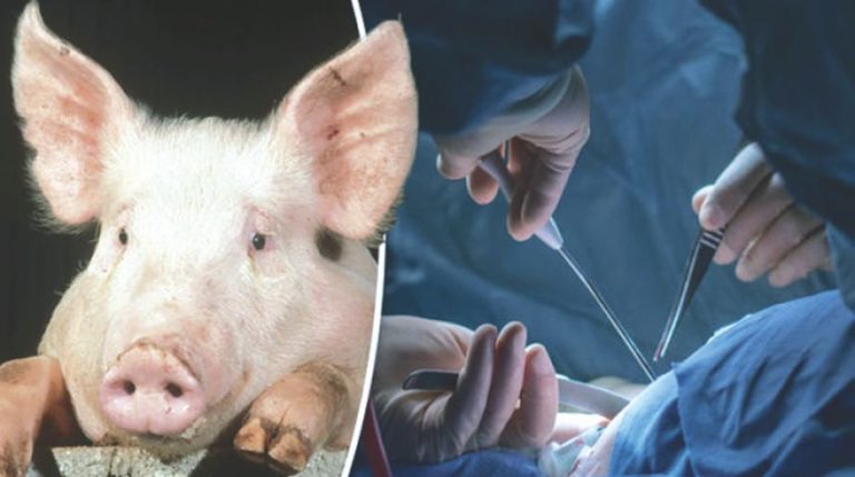 Why is Transplanting Organs From Pigs Becoming Popular?