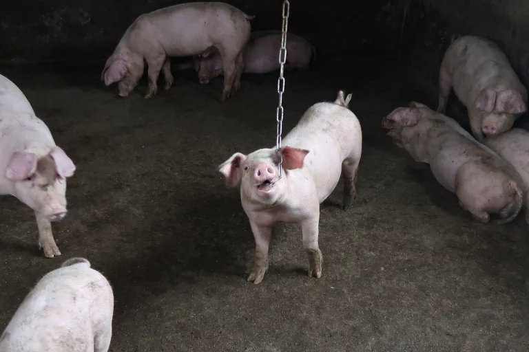 An artificial Intelligence-powered robot in China gives birth to piglets