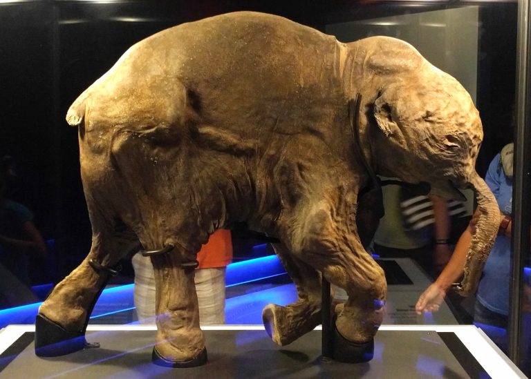 Gold Miner Discovers A Rare Mummified Infant Woolly Mammoth With Skin And Hair.