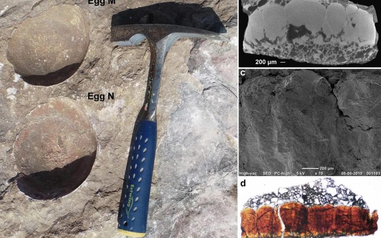 Rare Dinosaur “Egg-in-egg” Found In Madhya Pradesh