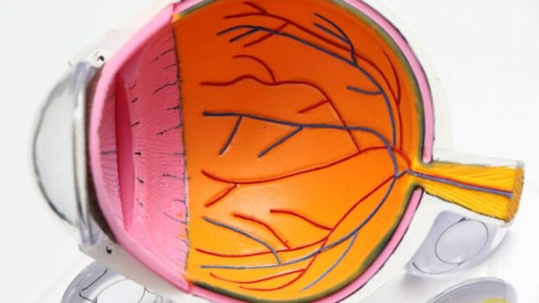 Scientists discover a cure for adult blindness through Retinoid therapy