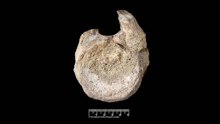 Antarctica’s First-Ever Discovered Dinosaur Fossil Confirmed After Four Decades in Storage