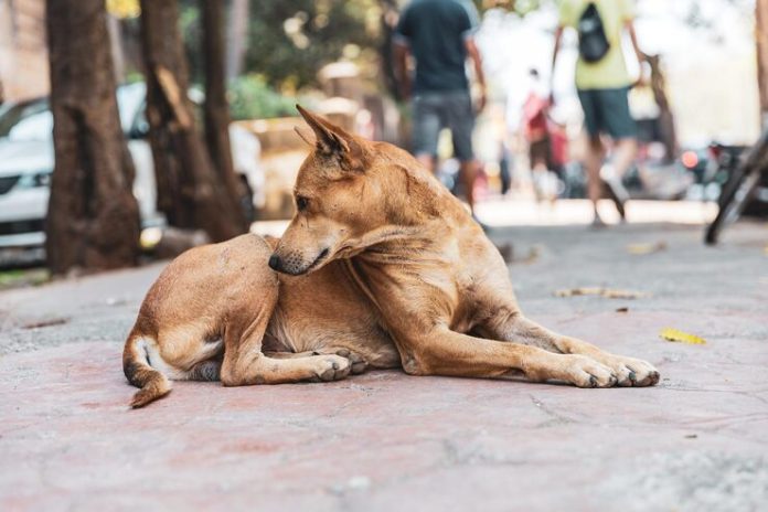 Supreme Court Orders Stray Dogs to Be Sheltered in Delhi-NCR - Infomance
